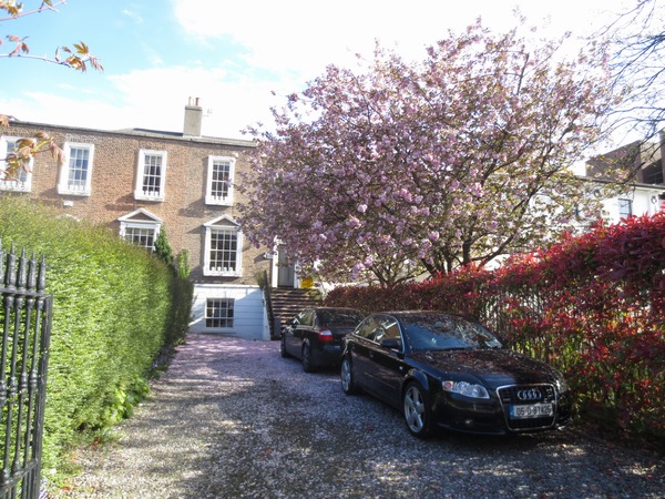n_img_2749__spring_is_late_this_year_but_at_least_the_cherry_blossoms_are_out_.jpg
