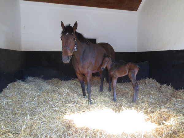 n_img_2785__mare_and_foal_in_her_luxurious_stable_room.jpg
