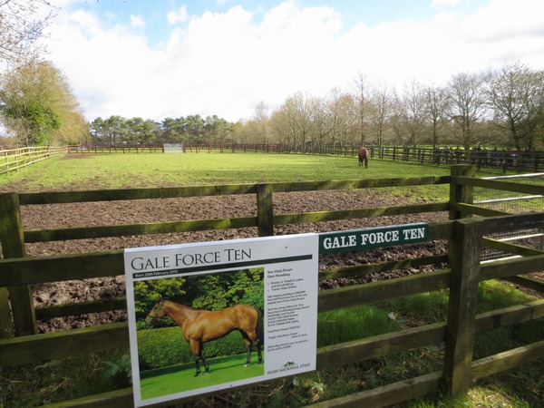 n_img_2813__gale_force_ten_in_his_pasture.jpg