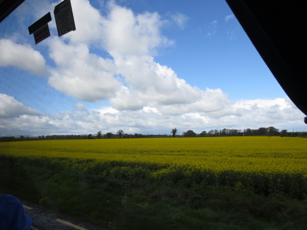 n_img_2840__like_the_gorse_bushes__canola_adds_colour_to_the_countryside.jpg
