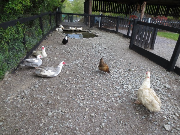 n_img_3077__muckross_traditional_farm___they_use_the_stock_and_techniques_of_the_1930_s.jpg