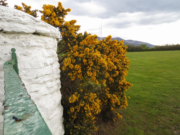 n_img_3097__gorse_is_also_known_as_furze_or_whin___it_is_hardy_and_very_prickly.jpg