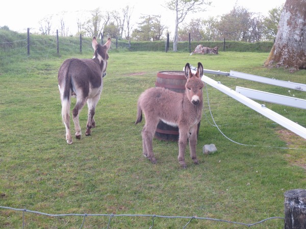 n_img_3100__flossy_the_baby_donkey_was_three_weeks_old.jpg