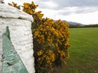 IMG_3097  Gorse is also known as Furze or Whin.  It is hardy and very prickly.JPG