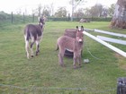 IMG_3100  Flossy the baby donkey was three weeks old.JPG