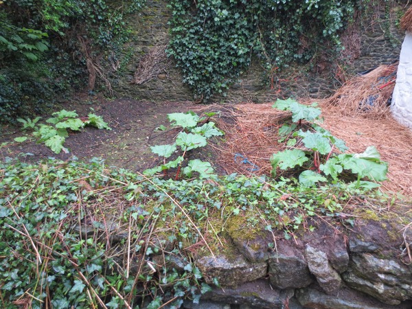 n_img_3435__originally_arriving_as_a_precious_asian_medicine__rhubarb_grows_well_here___the_irish_giant_has_5__stalks.jpg