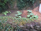IMG_3435  Originally arriving as a precious Asian medicine, rhubarb grows well here.  The Irish Giant has 5' stalks.JPG