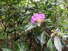 IMG_3669  The Irish spring was late this year, so the cherry and rhododendron flowers were especially appreciated.JPG