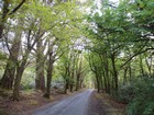 IMG_3681  It was a beautiful 20 minute walk..JPG