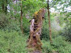 IMG_3682  Shelf fungus.  Maybe shelter for the little people.JPG