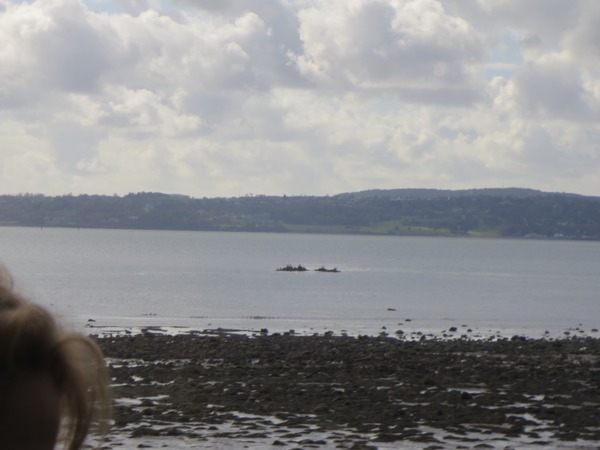 n_img_4141_across_to_the_irish_country_doctor__by_patrick_taylor__coast_of_belfast_lough.jpg