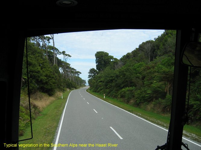 2007_03_28__2091_vegetation_near_the_haast_r_.jpg
