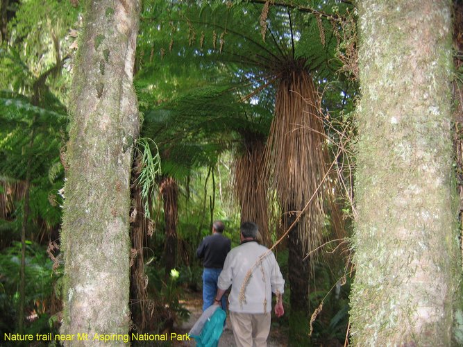 2007_03_28__2121_nature_trail_near_mt__aspiring_national_park.jpg