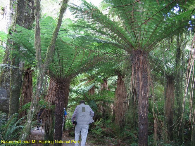 2007_03_28__2122_nature_trail_near_mt__aspiring_national_park.jpg