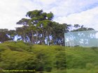 2007_03_28__2092_typical_vegetation_near_haast_river.jpg