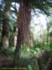 2007_03_28__2120__tree_with_hanging_roots_near_haast.jpg