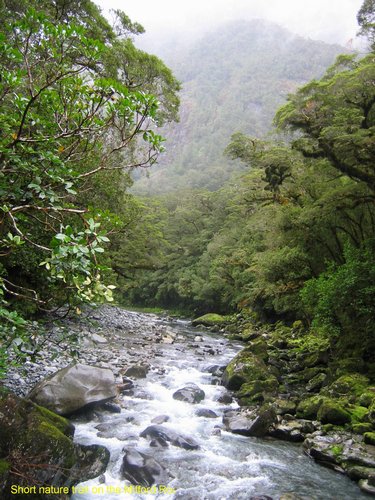 2007_03_30__2249_short_nature_trail_on_the_milford_road.jpg