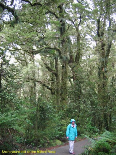 2007_03_30__2252_short_nature_trail_on_the_milford_road.jpg