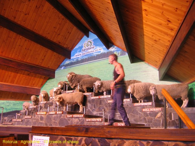 2007_04_06__2394__rotorua___agrodome__19_breeds_of_sheep.jpg