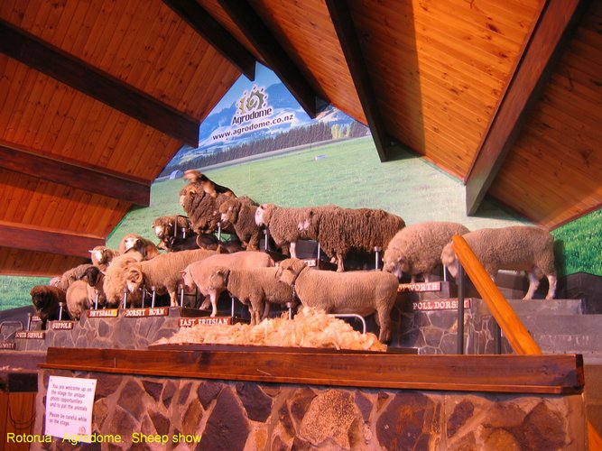 2007_04_06__2396__rotorua___agrodome___sheep_show_.jpg