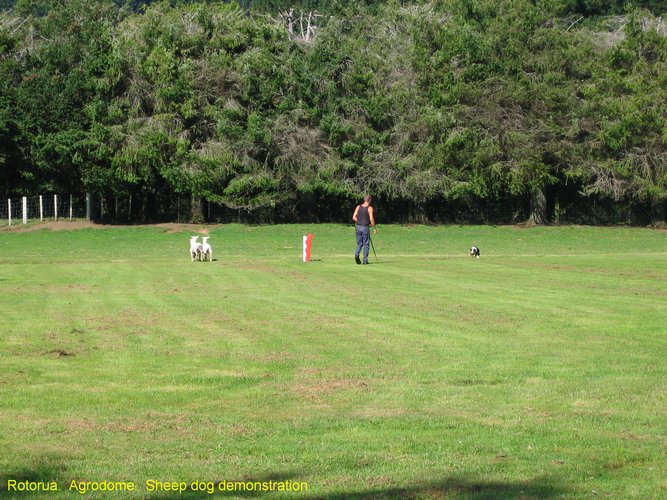 2007_04_06__2397__rotorua___agrodome___sheep_dog_demo.jpg