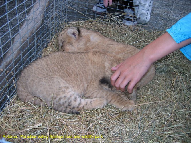 2007_04_06__2398__rotorua__paradise_valley_springs___baby_lions.jpg