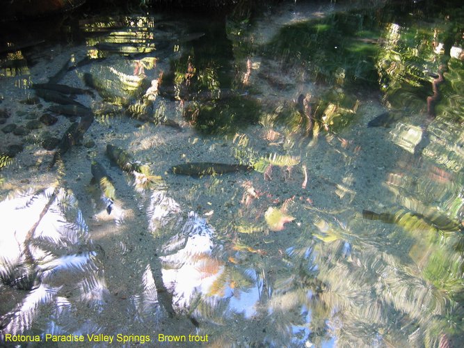 2007_04_06__2399__rotorua__paradise_valley_springs_trout_pool.jpg