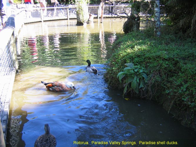 2007_04_06__2400__rotorua___paradise_valley_springs___paradise_shell_ducks_.jpg