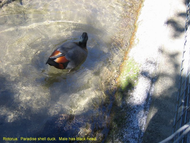 2007_04_06__2402__rotorua___male_paradise_shell_duck.jpg