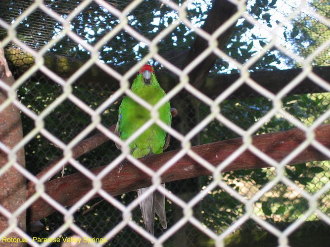 2007_04_06__2404_rotorua___parrot_like_bird_.jpg