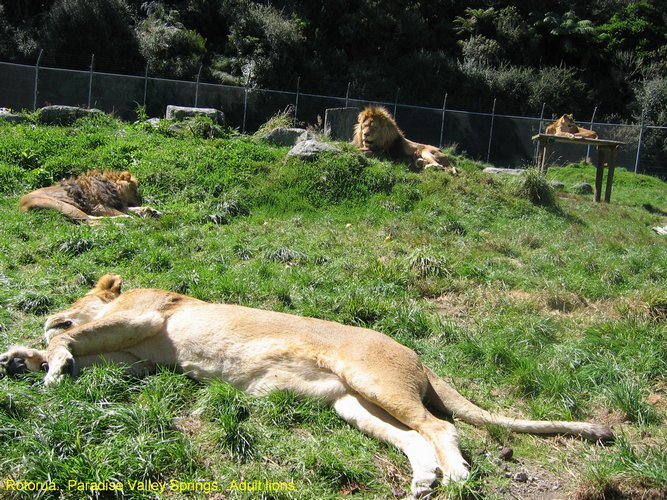 2007_04_06__2406__rotorua___paradise_valley_springs___adult_lions.jpg