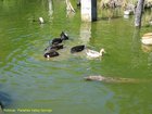 2007_04_06__2401__rotorua___paradise_valley_springs___ducks.jpg