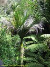 2007_04_07__2440_warkworth___parry_kauri_park_nicau_palm.jpg