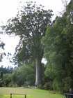 2007_04_07__2443__warkworth___parry_kauri_park.jpg