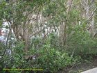 2007_04_07__2445__warkworth___parry_kauri_park_.jpg