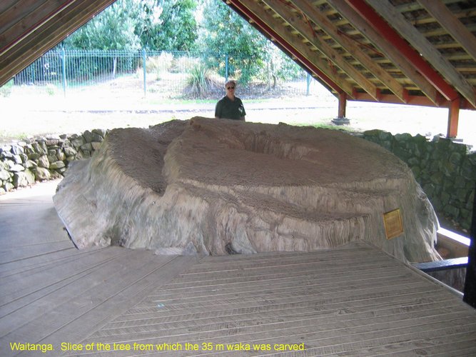 2007_04_08__2463__waitanga___slice_of_waka_tree_and_bob.jpg