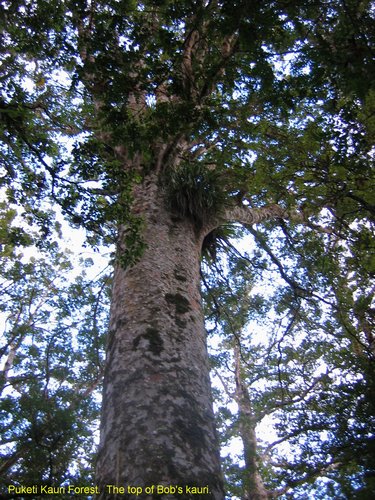 2007_04_09__2480__puketi_kauri_forest___top_of_bob_s_kauri.jpg