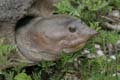 17_Florida_Soft_Shelled_Turtle