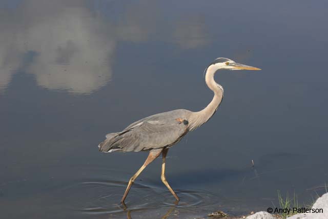 Great_Blue_Heron_2
