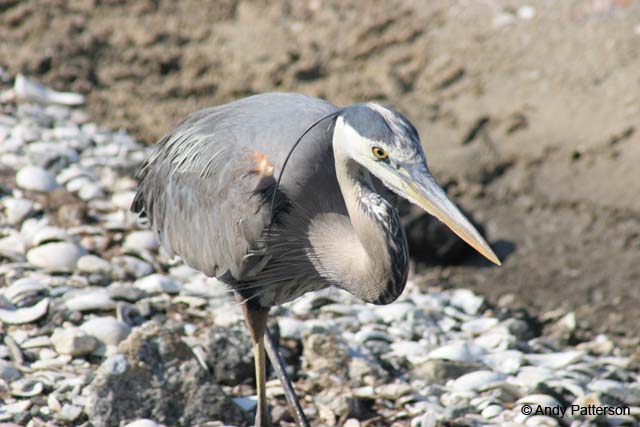 Great_Blue_Heron_4