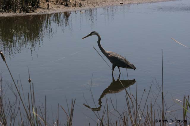 Great_Blue_Heron_7