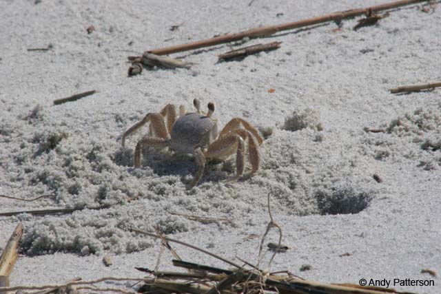 Sand_crab