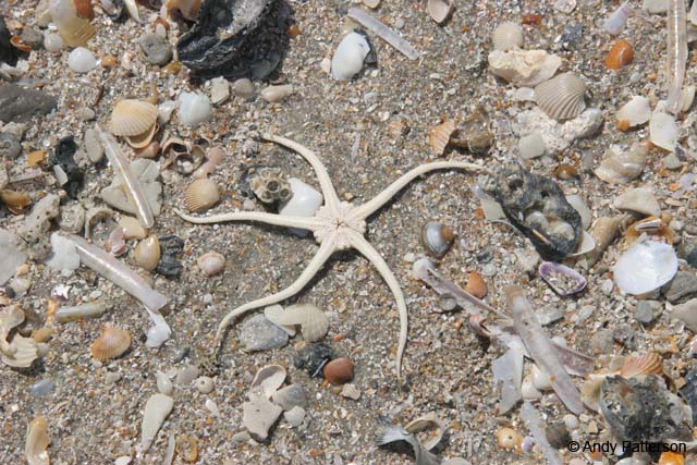 Starfish