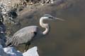 Great_Blue_Heron_1